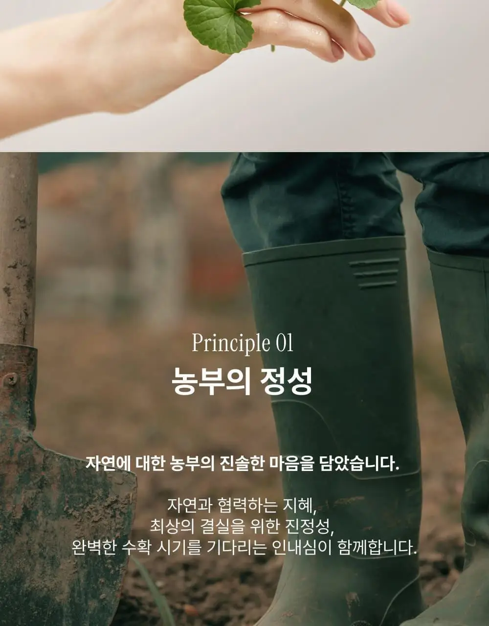 [김진경PICK/화해1위] 땡큐파머 피토 릴리풀 시카 약산성 젤클렌저 120ml 상세페이지 24